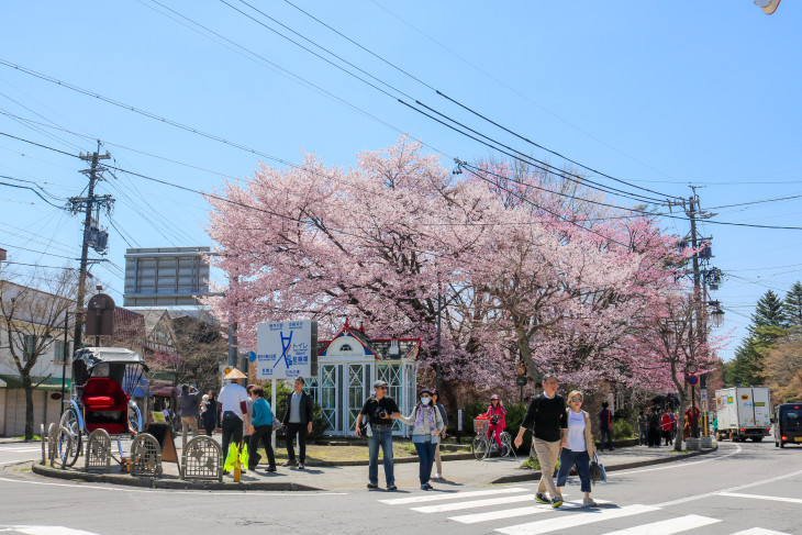 軽井沢　桜